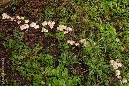 Row of St. George's mushrooms, growing on an underground root of a dead tree