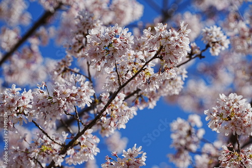 満開の玉縄桜