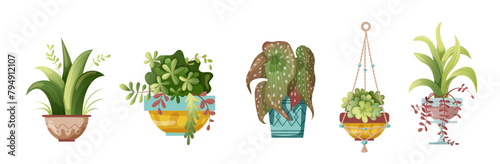Houseplant and macrame plant growing in pots. Set of handmade home decorations macrame plants isolated on white background. Cartoon flat illustration.