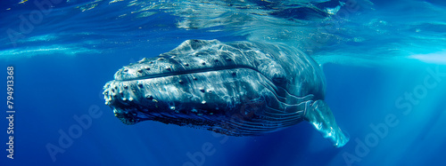 Underwater shot of a humpback whale plays near the surface in blue water ocean. An awe-inspiring encounter as a daring swimmer braves the depths with a majestic whale,