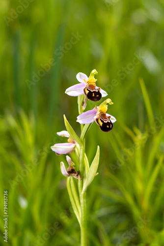 Detail of the bloom of the bee orchid blooming in June in the green grass meadow and moving in the gentle wind in the South Moravia in Czech republic