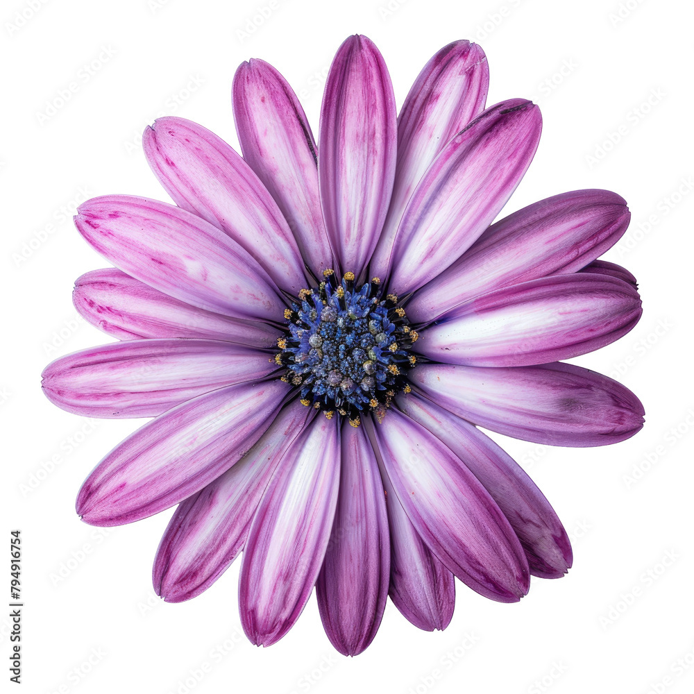 An isolated Osteospermum flower daisy on transparent background