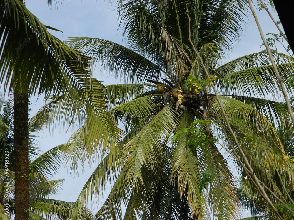 Obraz premium Macro photo of a coconut that is still intact comes from a tall tree and usually can live at various heights