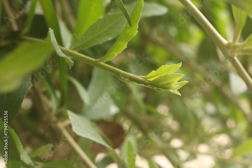 fresh ambarella hanging from the tree against the background of the green leaves, scientific name: Spondias dulcis