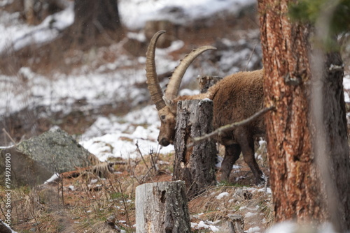 mountain goat in the mountains ibex steinbock