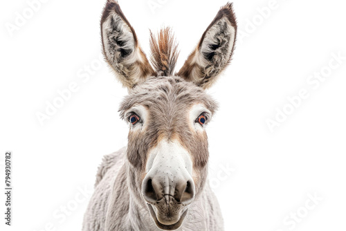 A grey donkey appearing to smile