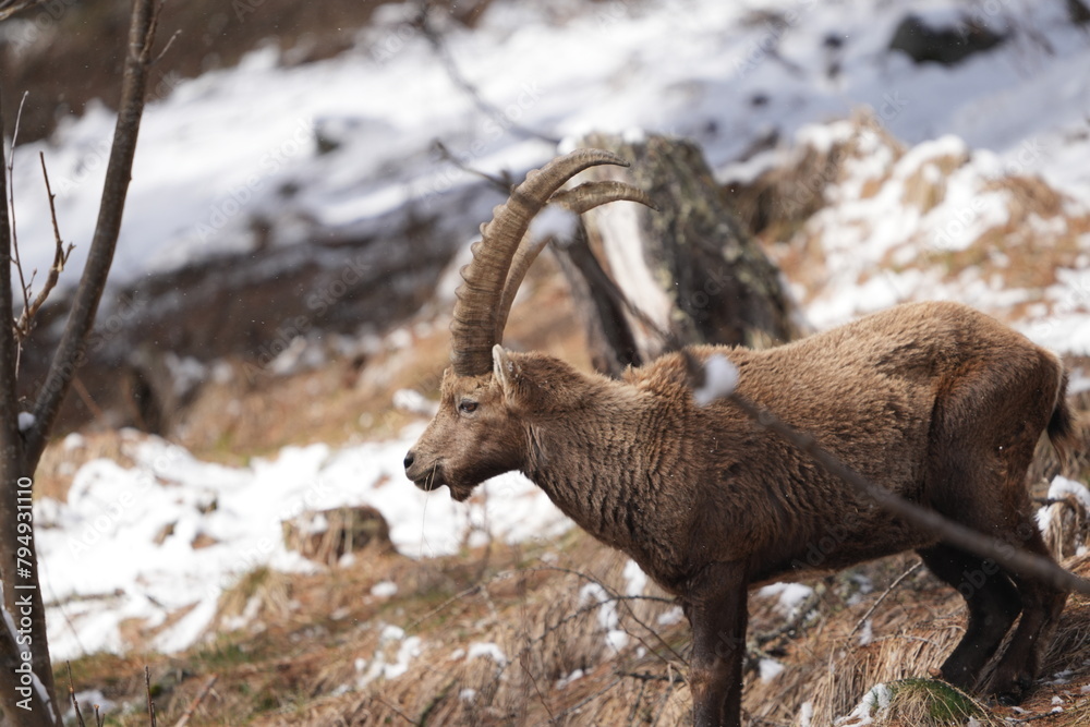 herd of steinbock capricorns grazing in Pontresina, Graubuenden, during summer. Ibex herd. herd of steinbock capricorns grazing in Pontresina, Graubuenden, during summer. Ibex herd.