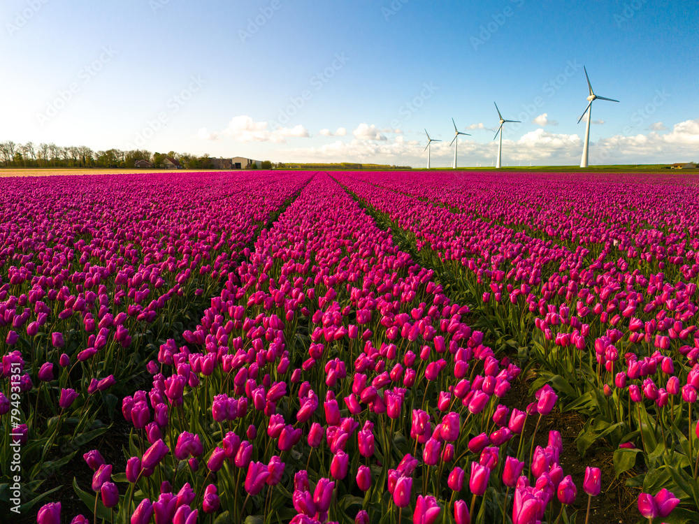 A vibrant field of pink tulips sways gracefully under the blue sky, with majestic windmills spinning in the background