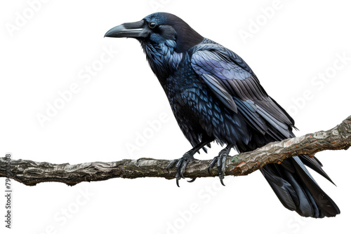 Solitary black raven perched on bare branch isolated on transparent background
