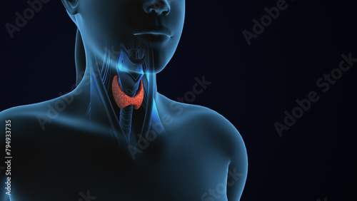 3D Human Body Thyroid Gland Anatomy