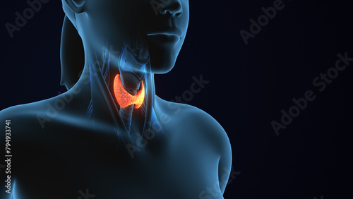 3D Human Body Thyroid Gland Anatomy