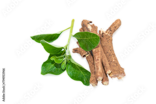 withania somnifera ( Ashwagandha) dried root, green leaves herbal plants. withania somnifera isolated on white background