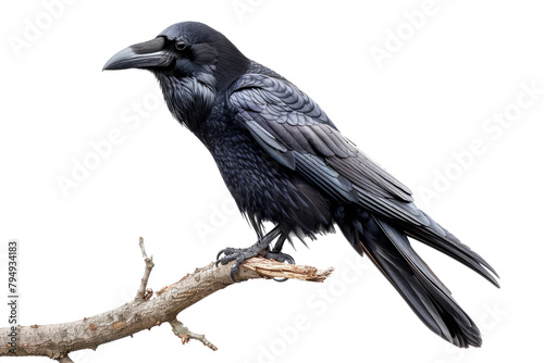 Solitary black raven perched on bare branch isolated on transparent background