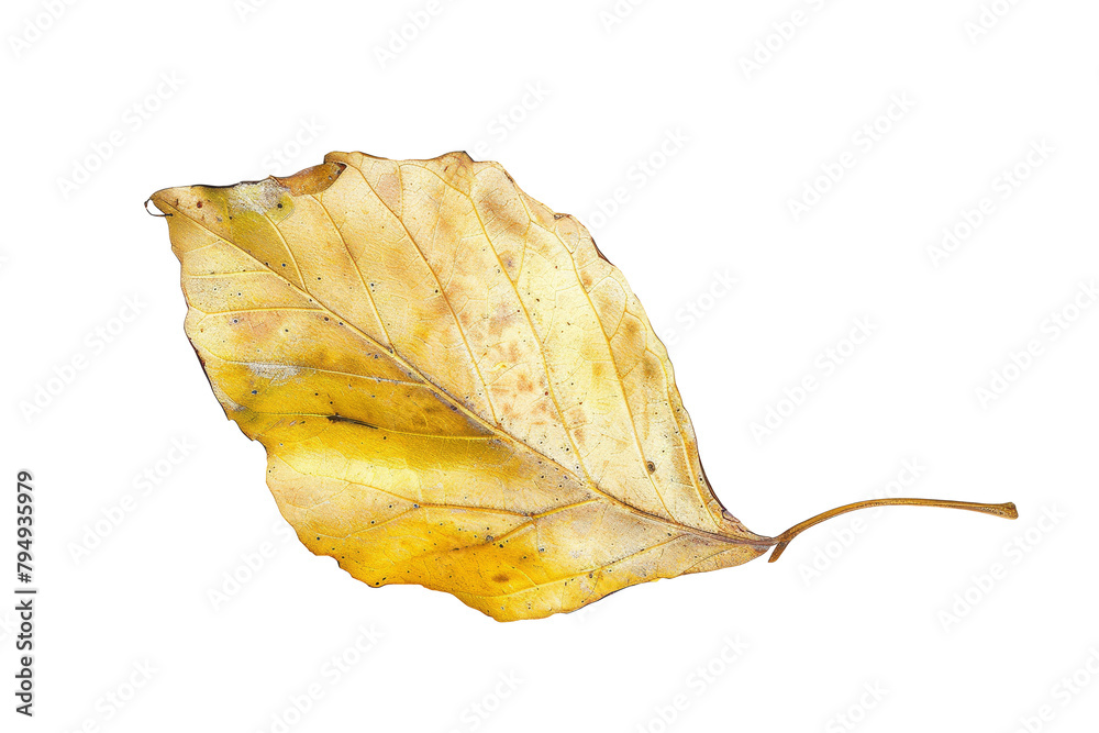 Naklejka premium Yellow autumn leaf isolated on transparent background
