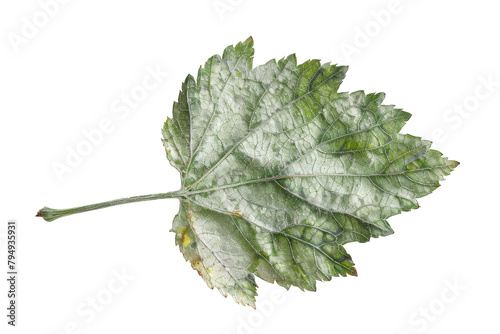 Green leaf with silver frost isolated on transparent