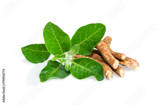 withania somnifera ( Ashwagandha) dried root, green leaves herbal plants. withania somnifera isolated on white background