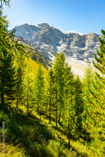 Larch trees display autumn colors against the backdrop of the Ortles Mountain Range in the Italian Alps on a clear, sunny day.