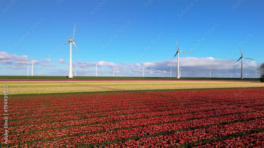Windmill park in the Netherlands in Spring with blooming tulip flowers, drone aerial view of windmill turbines in a red yellow tulip flower field Windmill park in the Netherlands in Spring with blooming tulip flowers, drone aerial view of windmill turbines in a red yellow tulip flower field