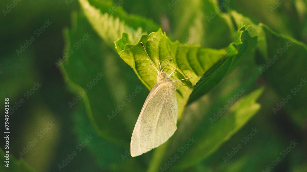 Butterfly perched on a green leaf in the sunset light Butterfly perched on a green leaf in the sunset light