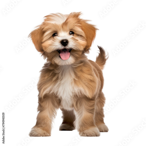 cute little dog isolated on white