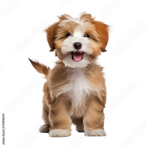 cute little dog isolated on white