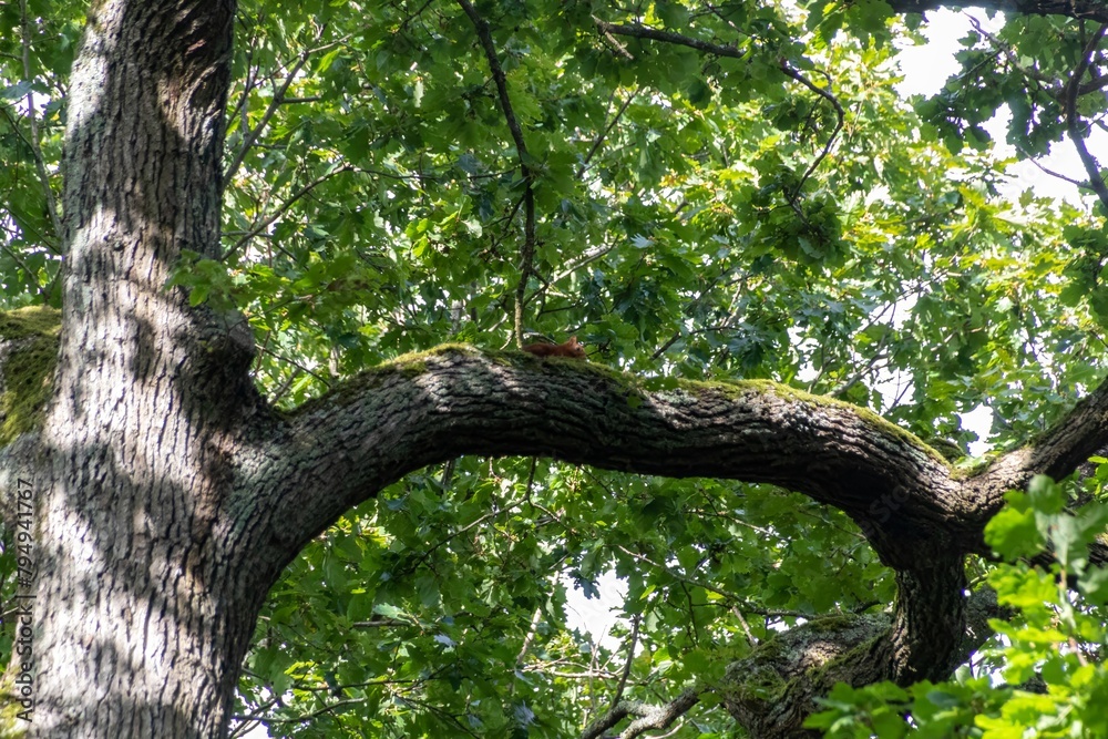 Fototapeta premium tree in the forest
