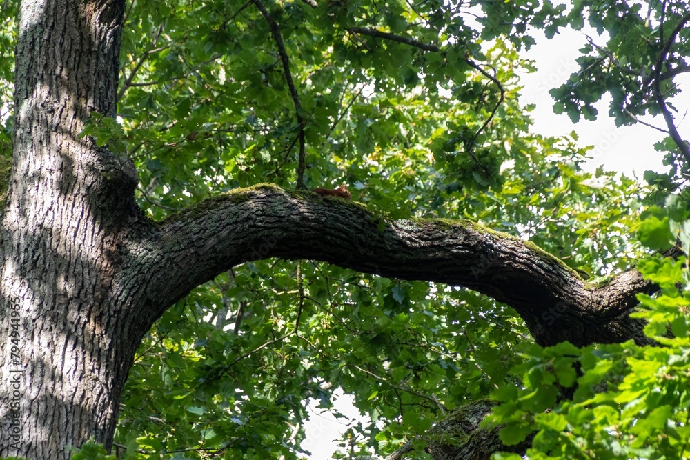 Fototapeta premium tree in the forest