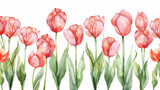 Elegant watercolor painting of vibrant tulips in full bloom, symbolizing spring beauty.