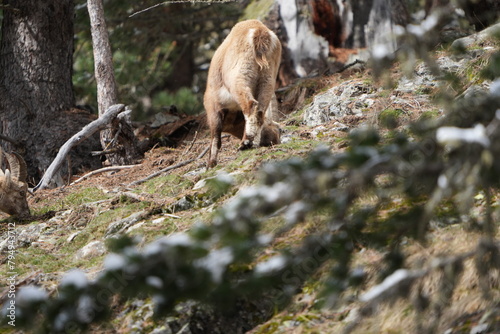 herd of steinbock capricorns grazing in Pontresina, Graubuenden, during summer. Ibex herd.