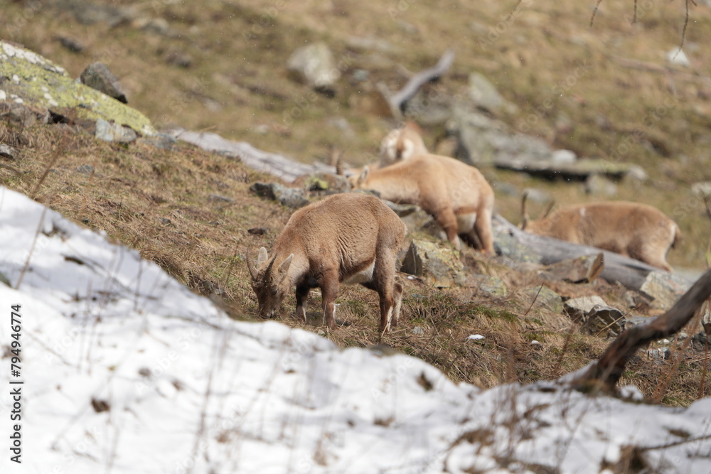mountain goat in the wild grazing snow steingeiss ibex pontresina switzerland graubuenden swiss alps mountain goat in the wild grazing snow steingeiss ibex pontresina switzerland graubuenden swiss alps