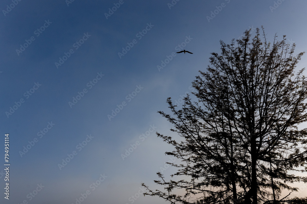 Tree silhouette with blue sky and a bird in flight