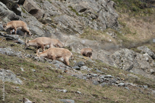 herd of steinbock capricorns grazing in Pontresina, Graubuenden, during summer. Ibex herd.