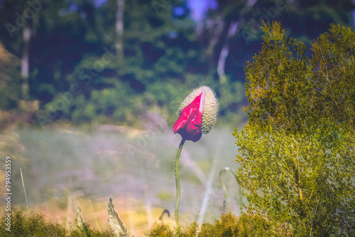 Double exposure with poppy blooming in the foreground