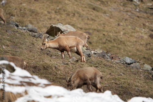 herd of steinbock capricorns grazing in Pontresina, Graubuenden, during summer. Ibex herd.