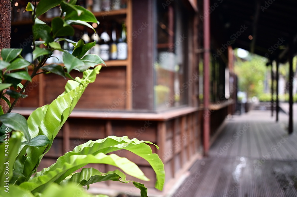 Obraz premium During the day, close-up of lush green fern leaves planted outside a wooden house, contrasting with the brown wood.