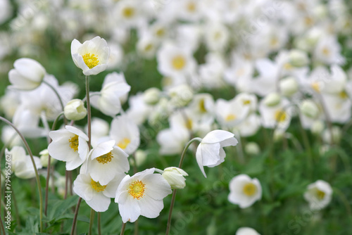 delicate flowers of white anemones in the garden. spring flowers background. ...