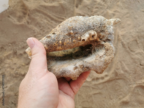 old sea shell in human hand photo