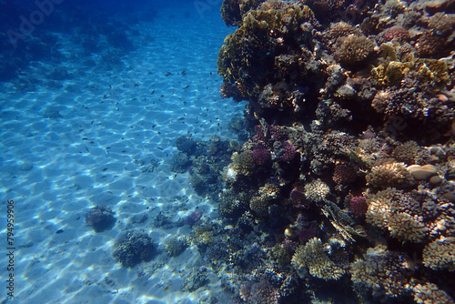 nice coral reef in the Egypt  Safaga