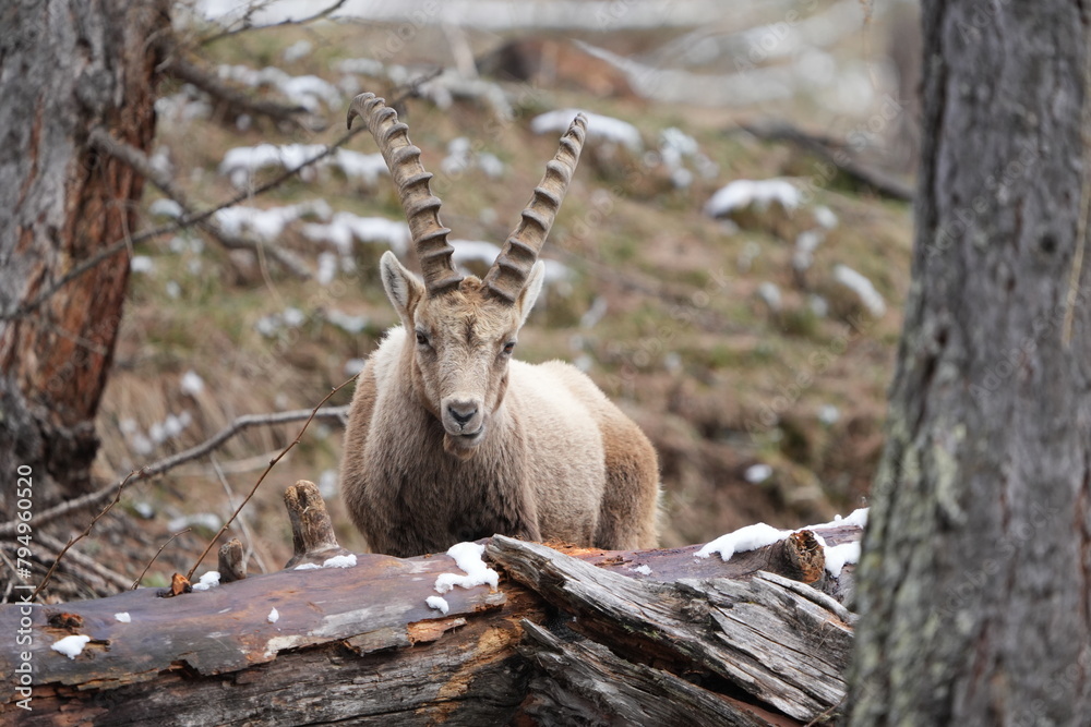 ibex, steinbock, mountain goat on a rock in pontresina graubuenden switzerland ch swis alps ibex, steinbock, mountain goat on a rock in pontresina graubuenden switzerland ch swis alps
