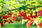 Red currant berries ripening on the branch on summer day