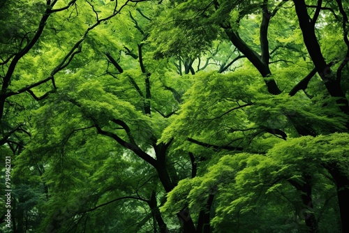 Forest Canopy Gradient Greens  A Natural Green Spectrum