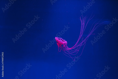 underwater photos of jellyfish chrysaora pacifica jellyfish japanese sea nettle photo