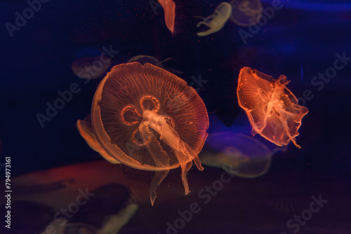 underwater photos of jellyfish aurelia aurita photo