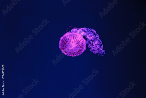 underwater shooting of beautiful Chrysaora hysoscella photo