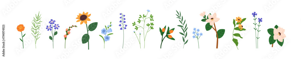 Obraz premium Floral plants set. Gentle summer flowers, blooms, spring blossoms. Field and meadow wildflowers, herbs. Botanical natural design elements. Flat vector illustrations isolated on white background