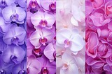 Radiant Orchid Gradient: A Nature's Color Progression
