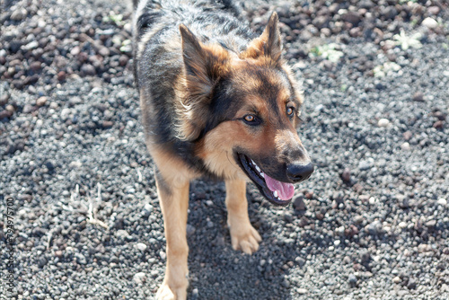 Portrait of German shepherd dog, happy dog animal 