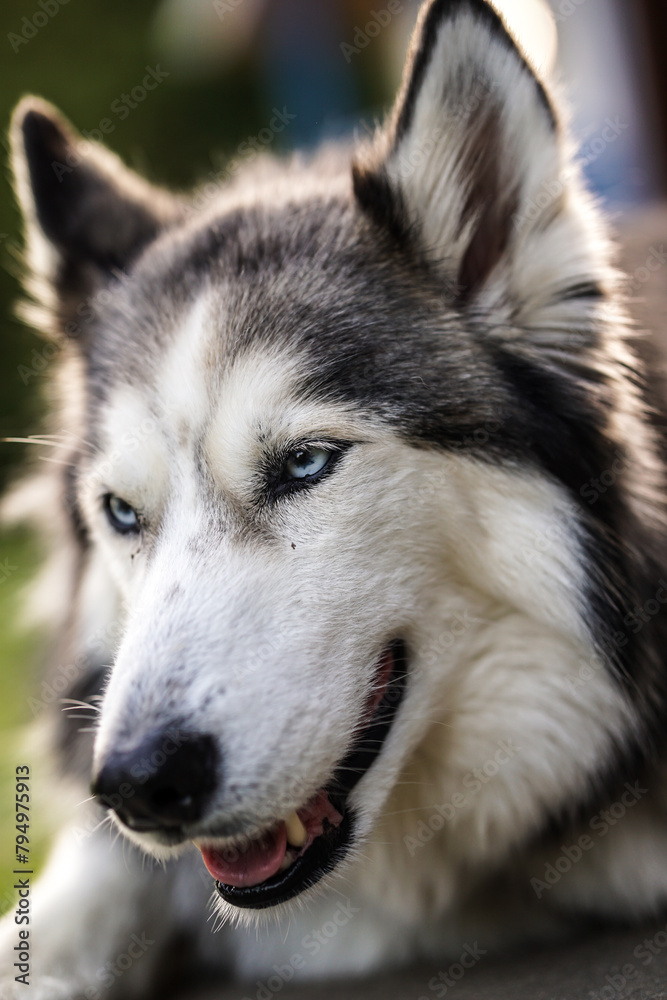 Siberian husky portrait, lying outdoors on the grass