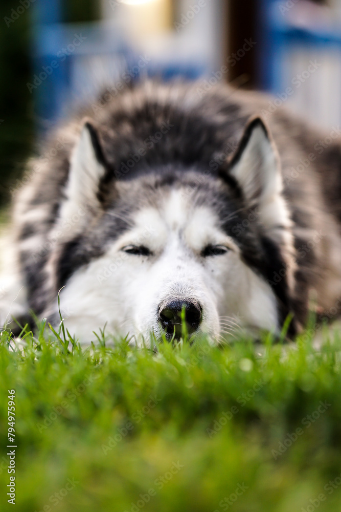 Siberian husky portrait, lying outdoors on the grass