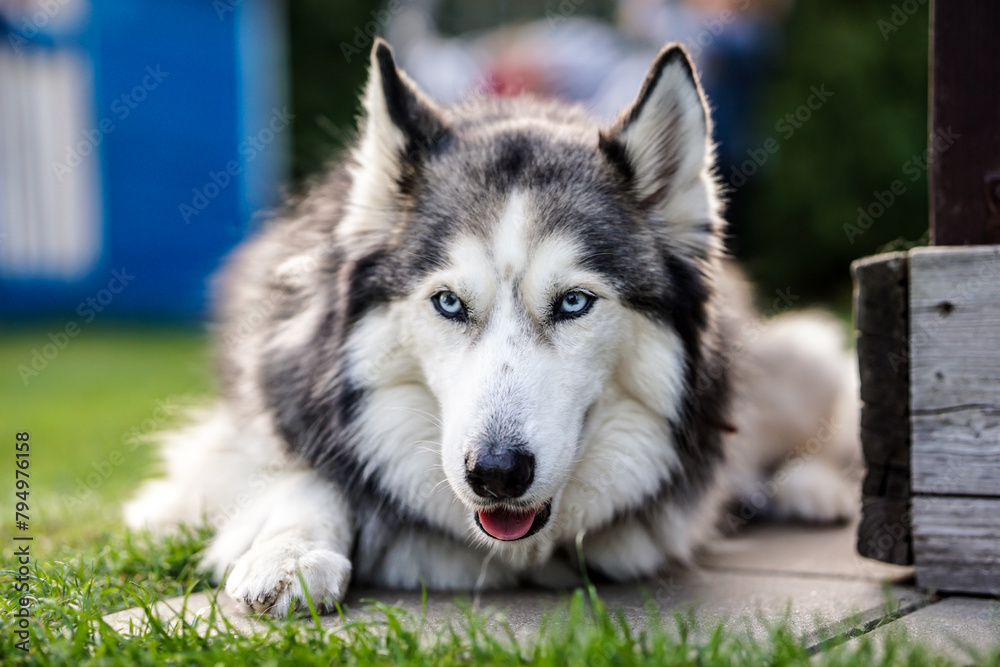 Siberian husky portrait, lying outdoors on the grass